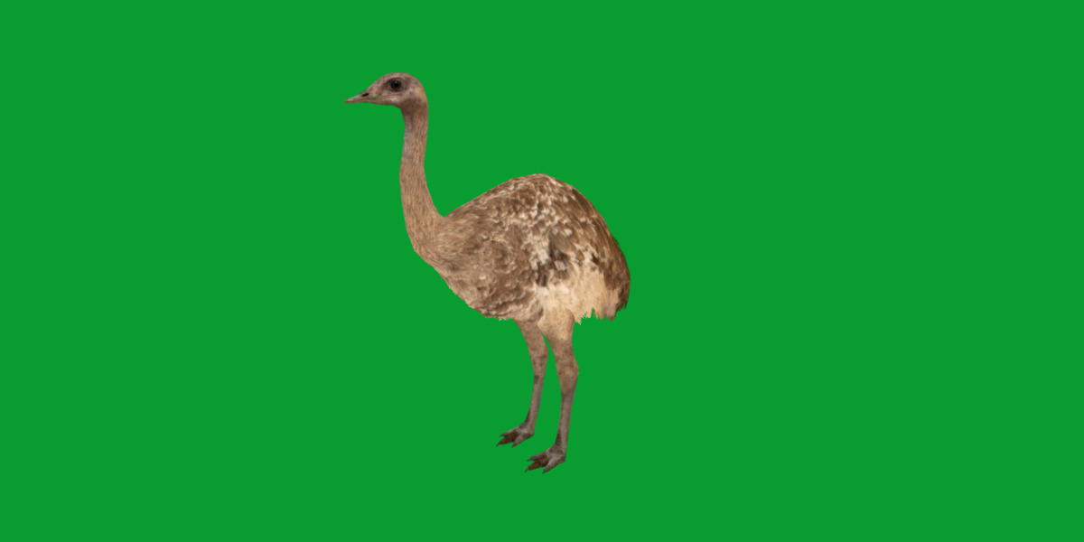 Rheas American Ostrich Low-poly 3D model_19