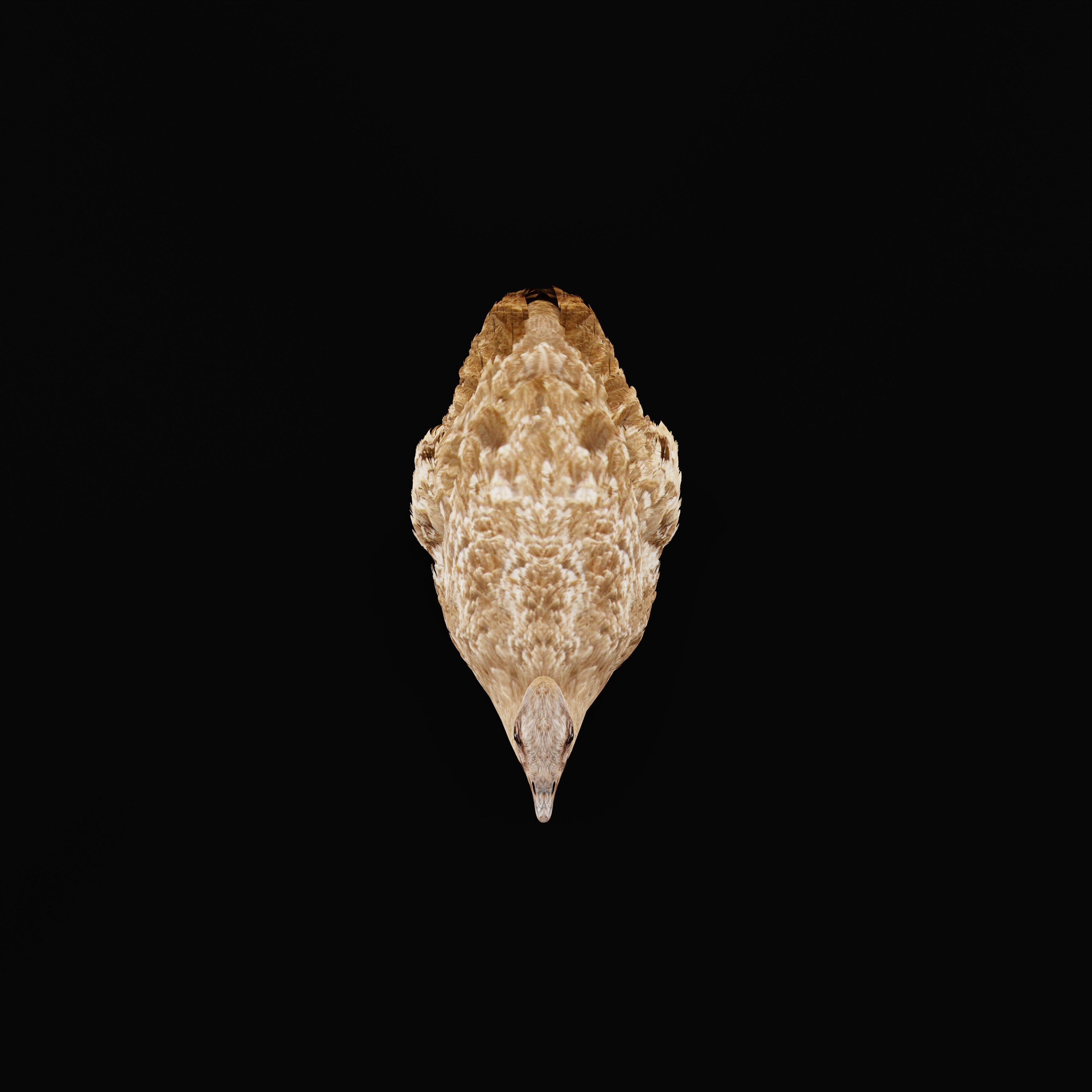 Rheas American Ostrich Low-poly 3D model_30