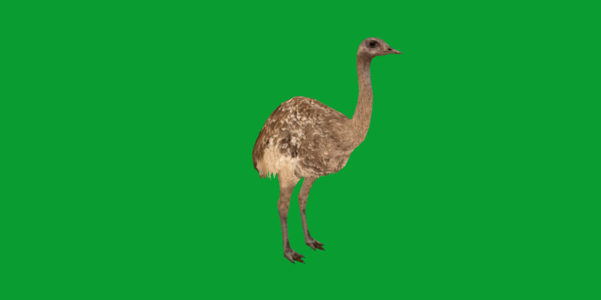Rheas American Ostrich Low-poly 3D model_22