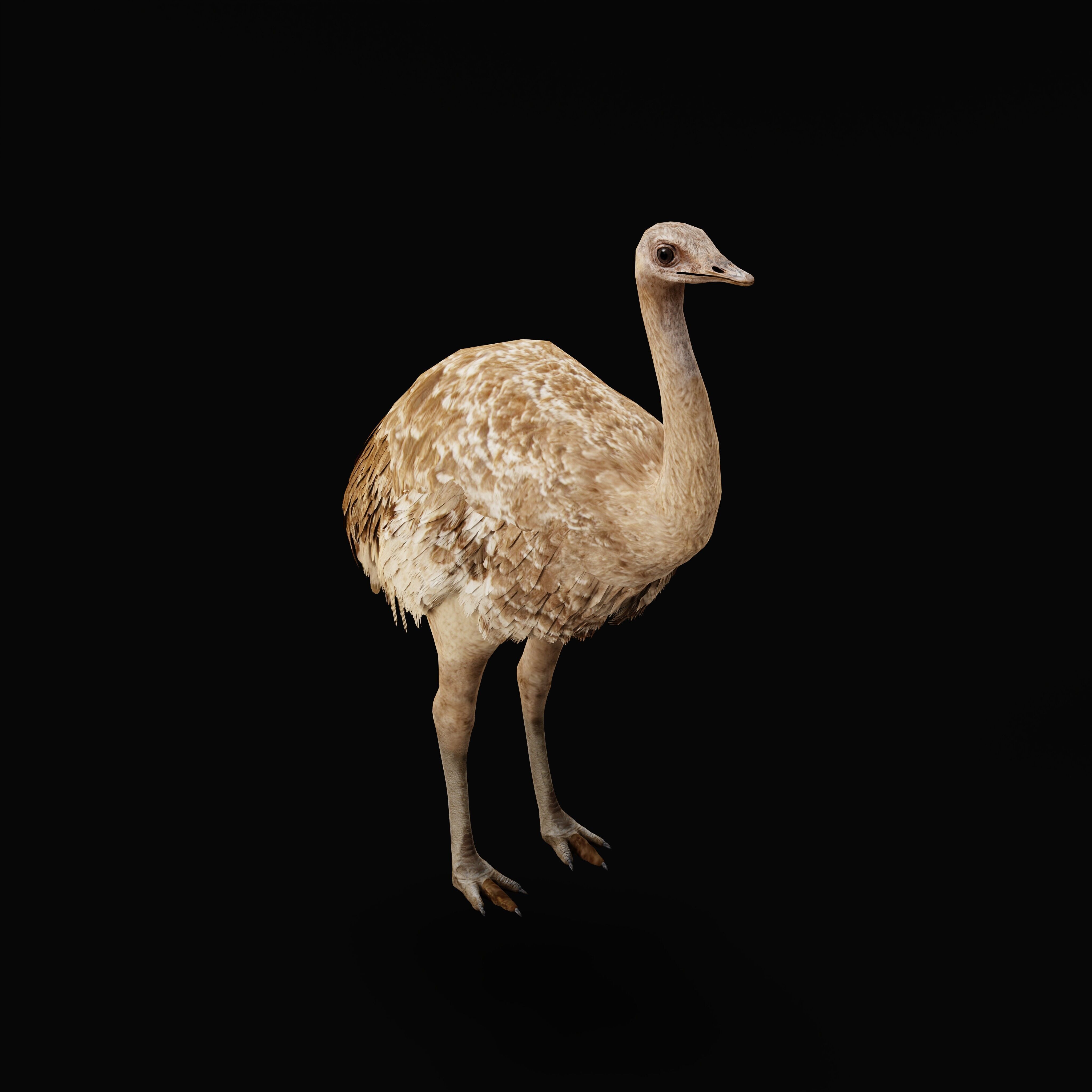 Rheas American Ostrich Low-poly 3D model_31