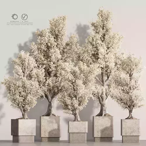 Dry And Indoor Plant Set 93