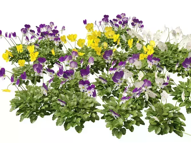 Highpoly - Low Poly -  Viola cornuta - horned violet