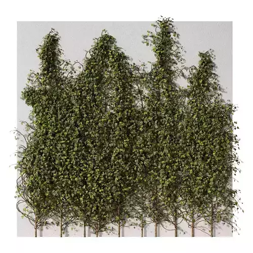  Climbing Ivy on Wall