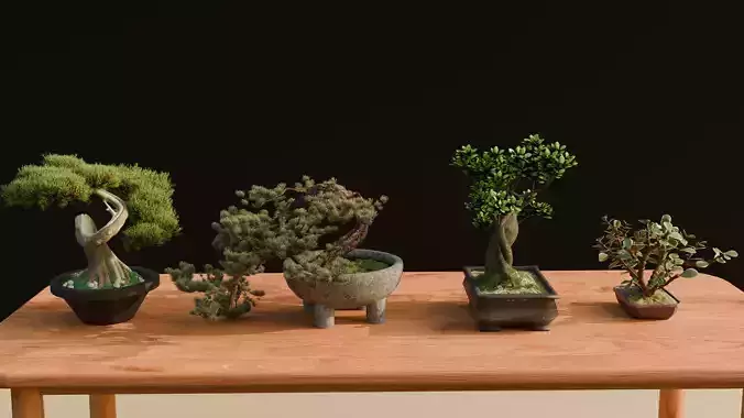 Bonsai Plant Pack Of 4