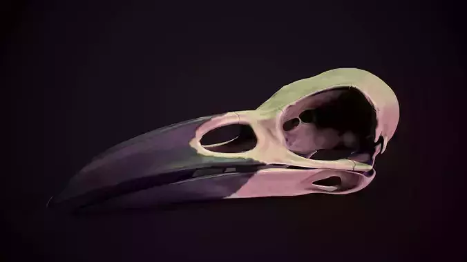 Next Generation Crow Skull