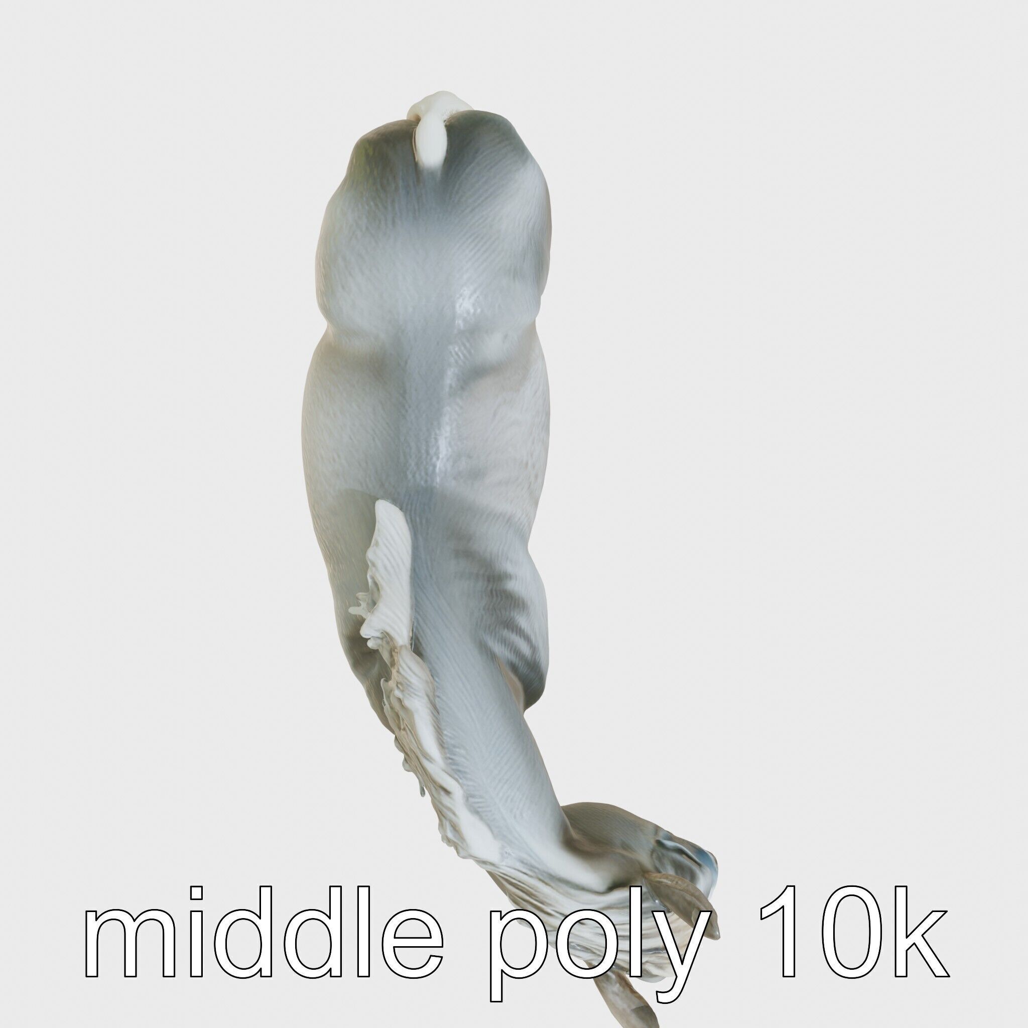 Gray Warmblood Horse with White Transition Low-poly 3D model_8