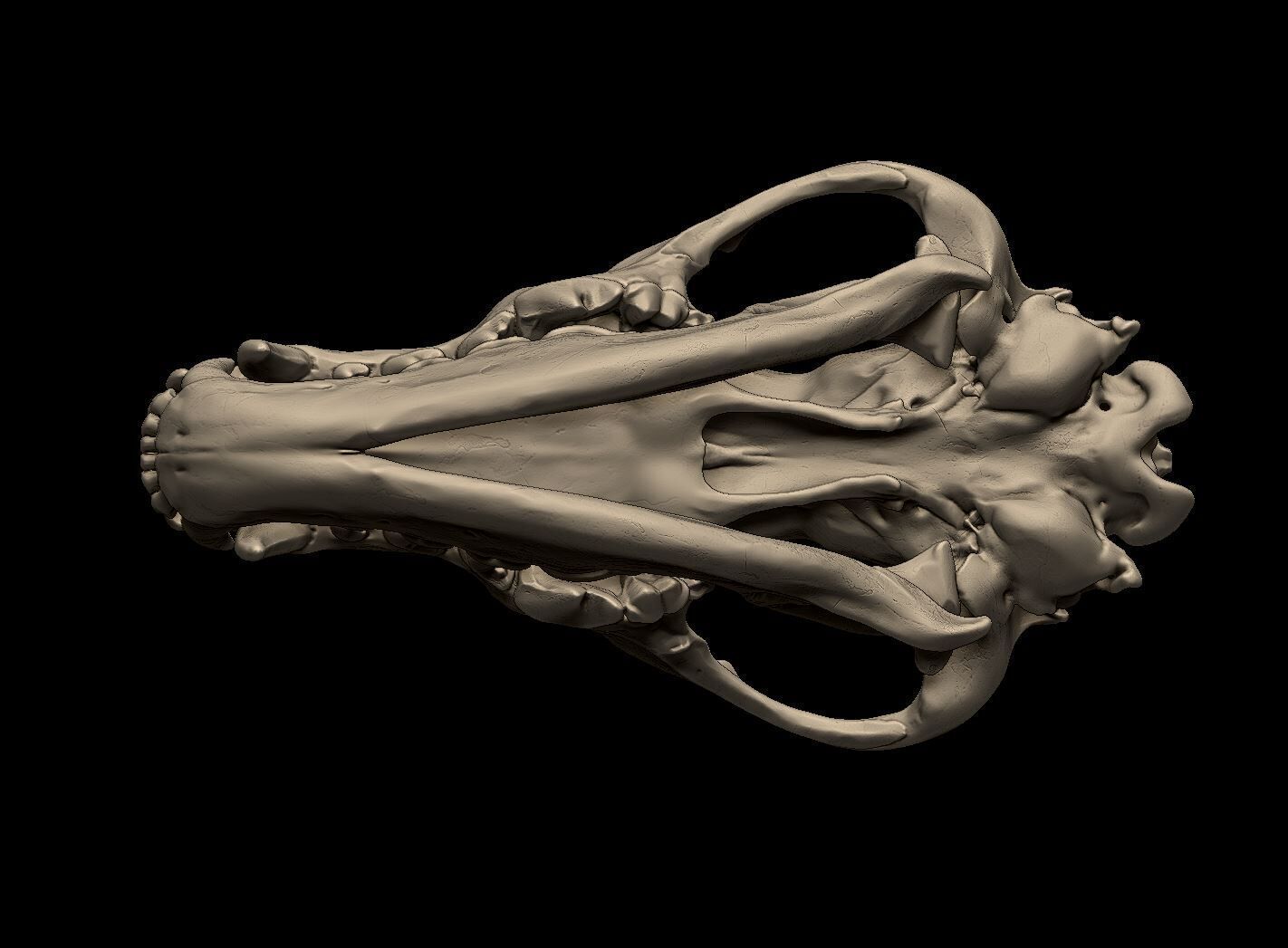 Wolf Skull 3D Print Model 3D print model_6
