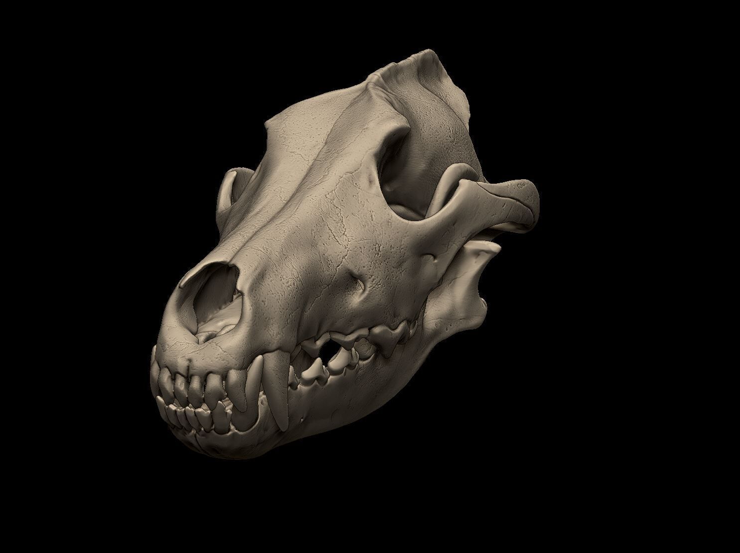 Wolf Skull 3D Print Model 3D print model_2