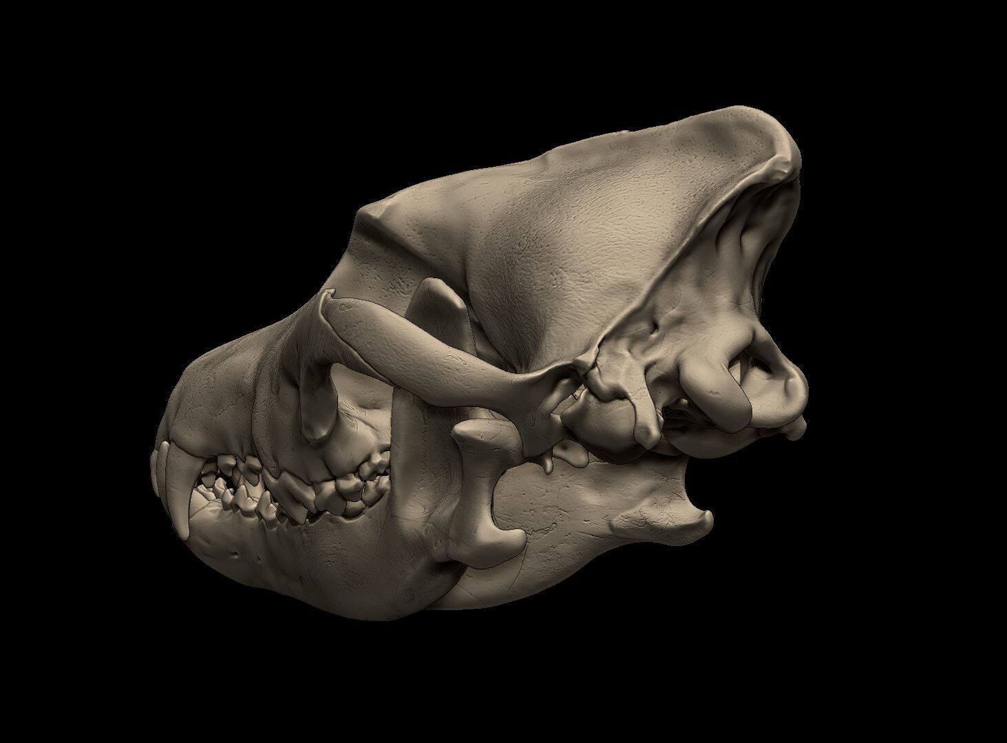 Wolf Skull 3D Print Model 3D print model_5