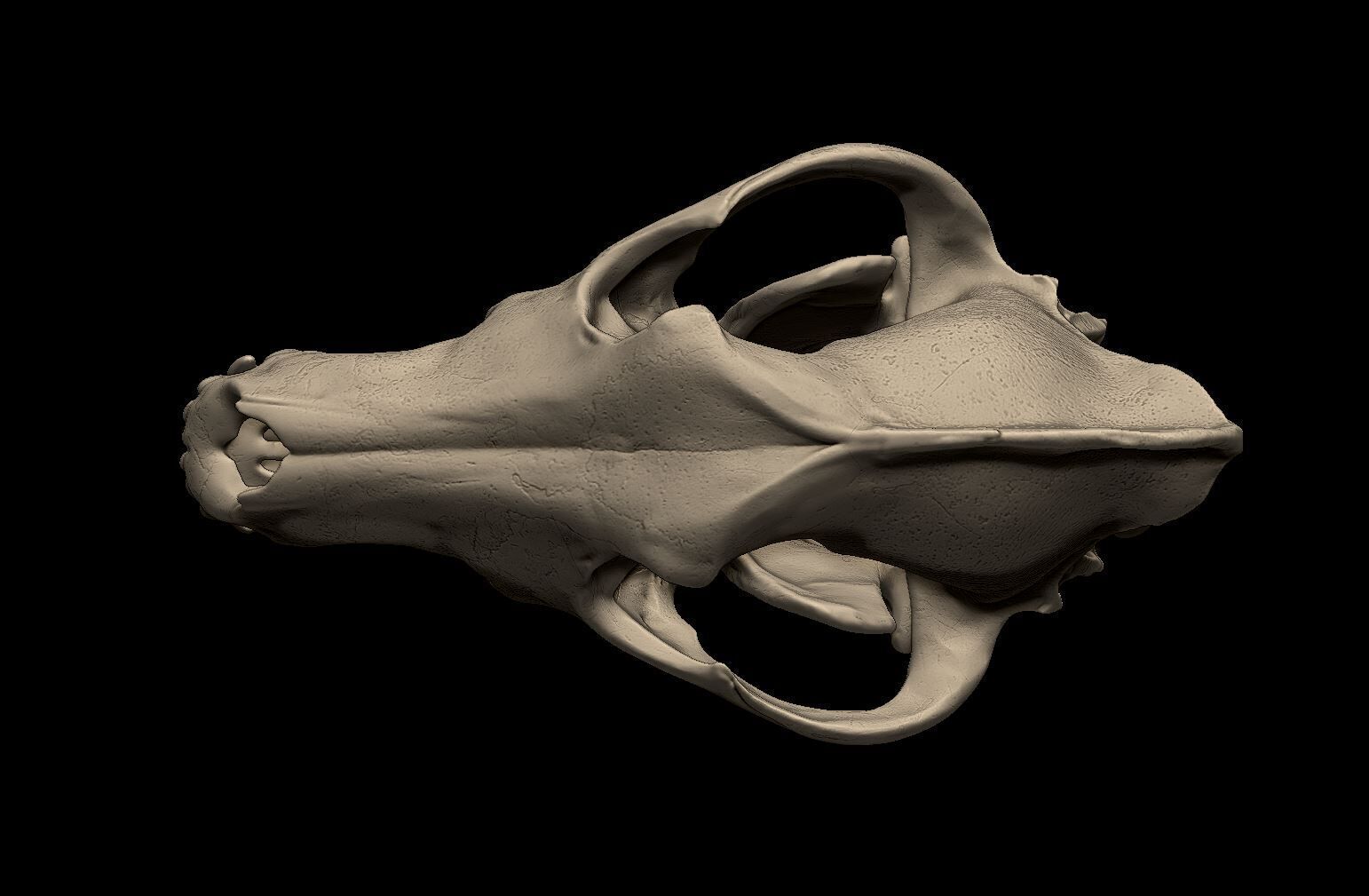 Wolf Skull 3D Print Model 3D print model_4