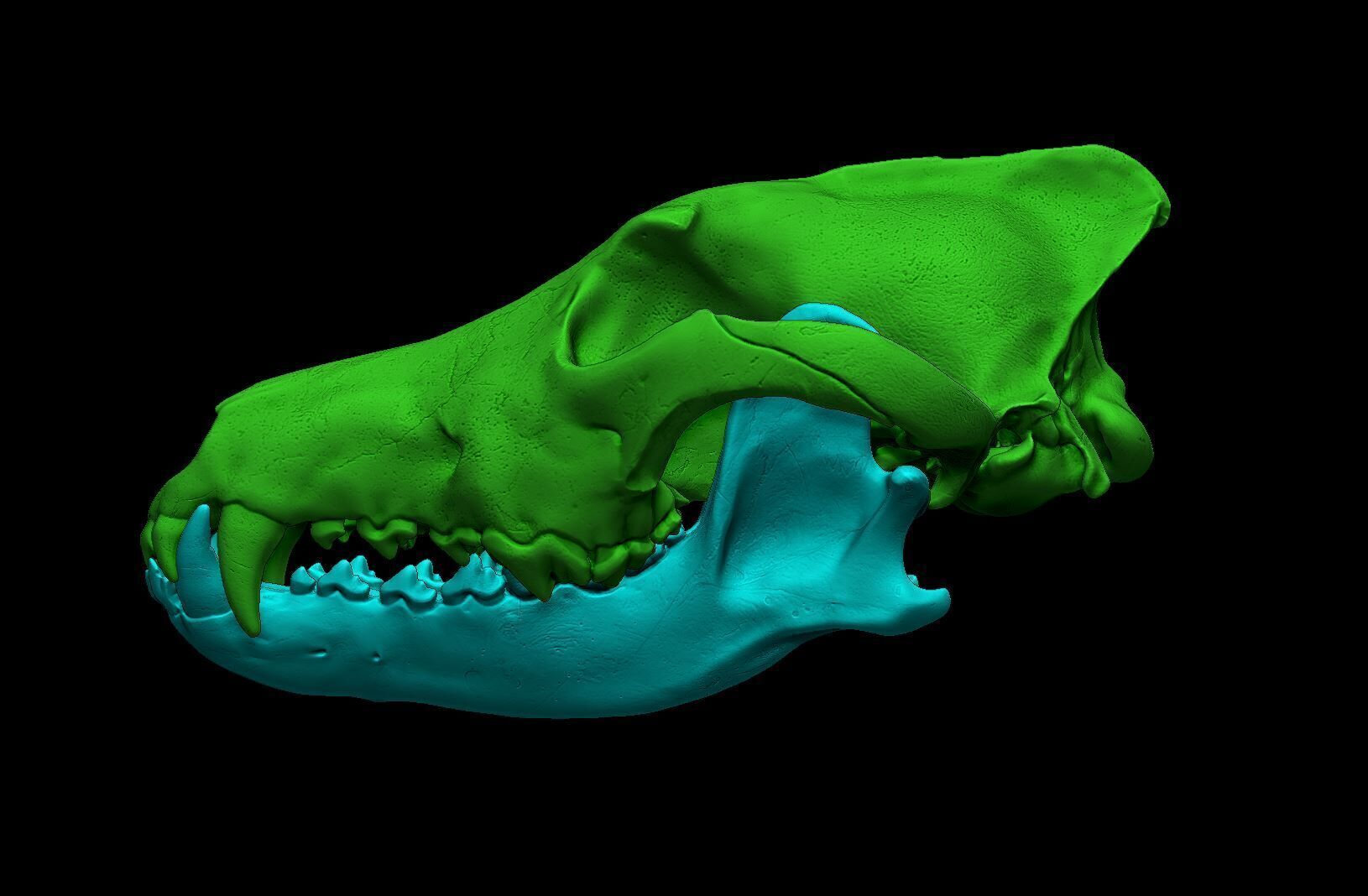Wolf Skull 3D Print Model 3D print model_8