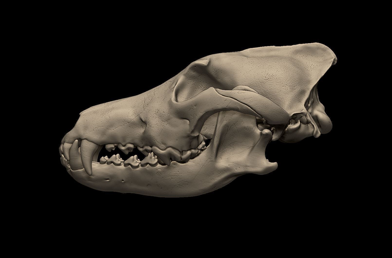 Wolf Skull 3D Print Model 3D print model_3