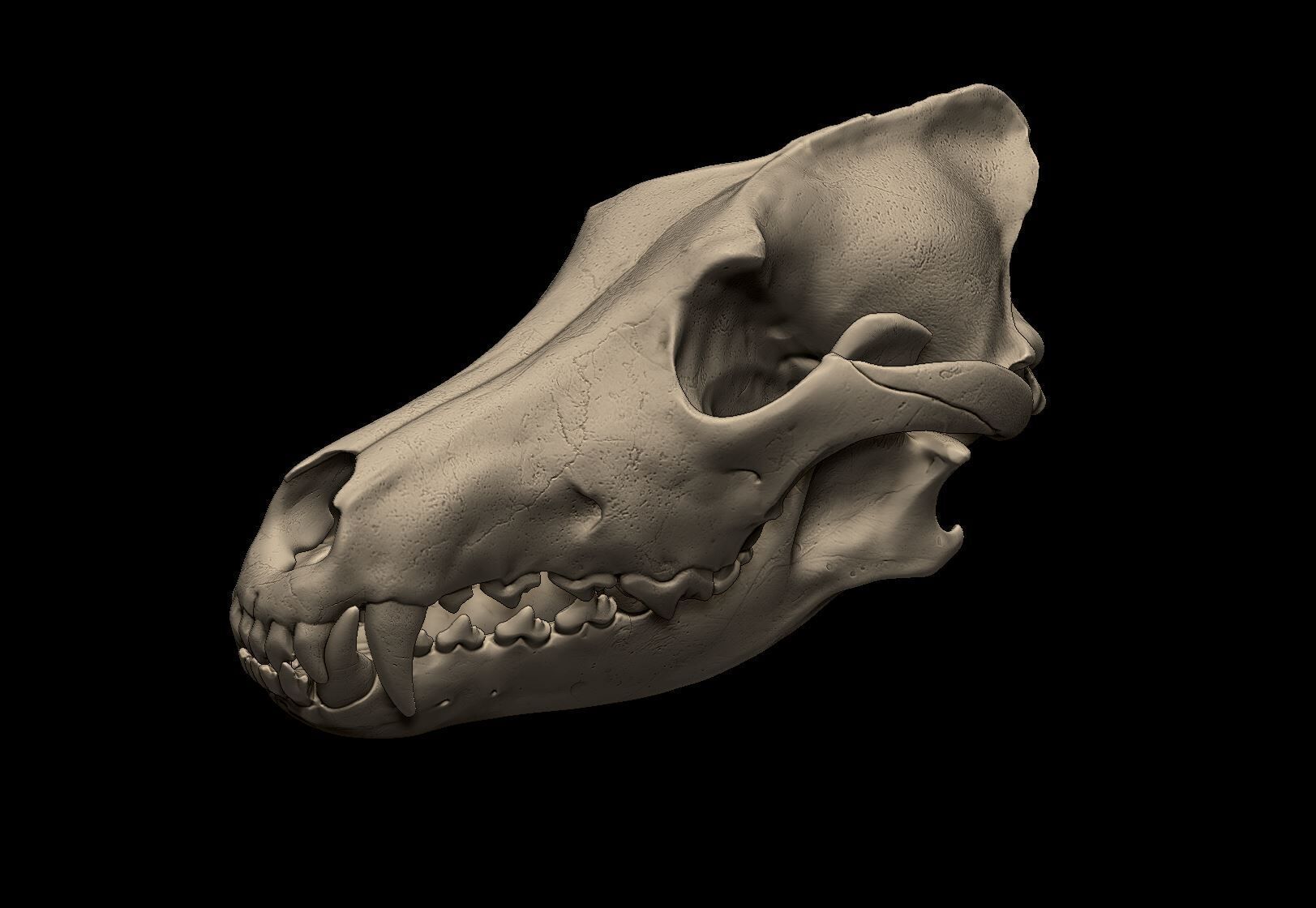Wolf Skull 3D Print Model 3D print model_1