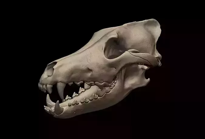Wolf Skull 3D Print Model 3D print model