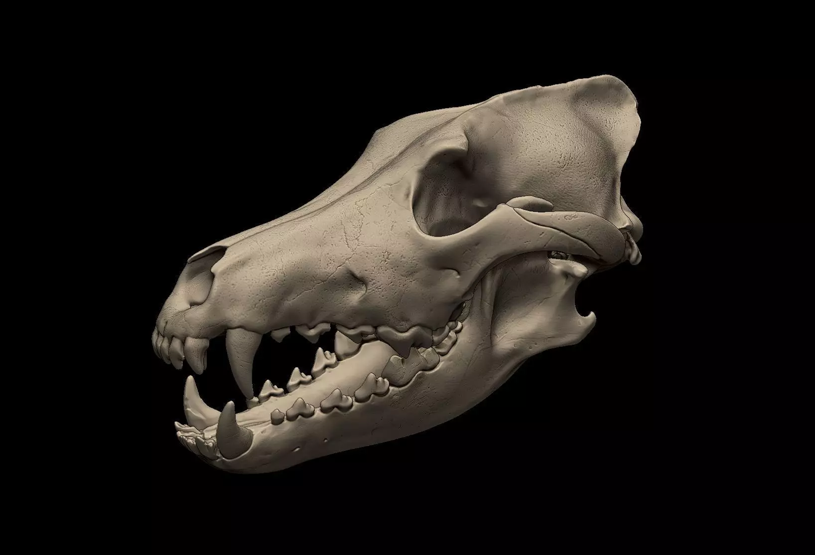 Wolf Skull 3D Print Model 3D print model_0