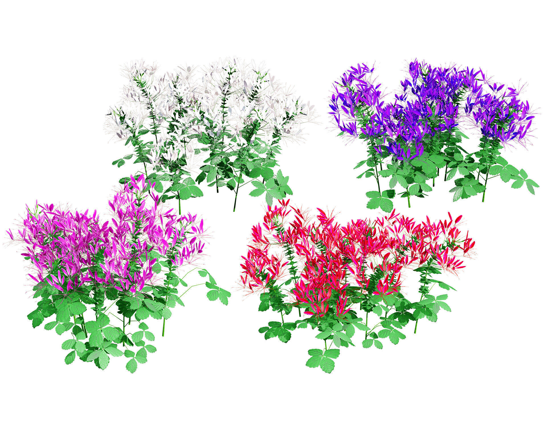 Australian Spider Flower Bush Low-poly 3D model_1