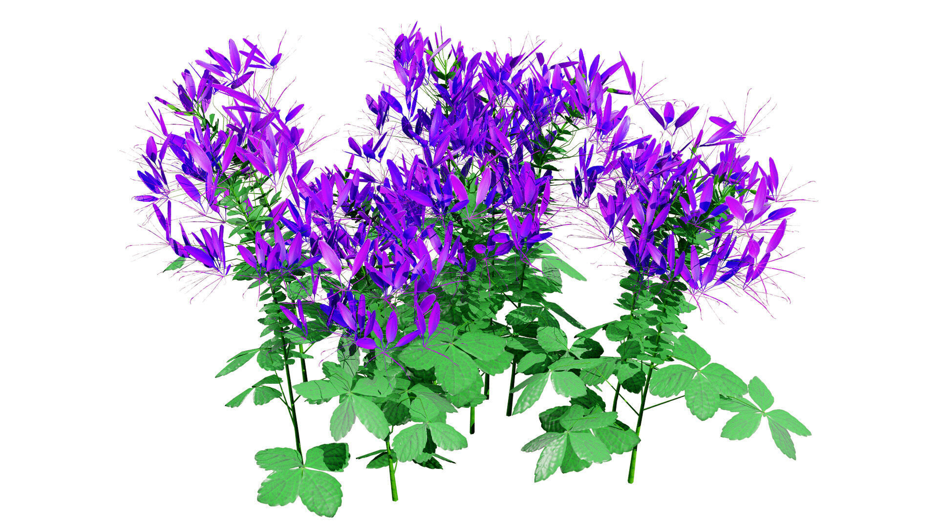 Australian Spider Flower Bush Low-poly 3D model_4