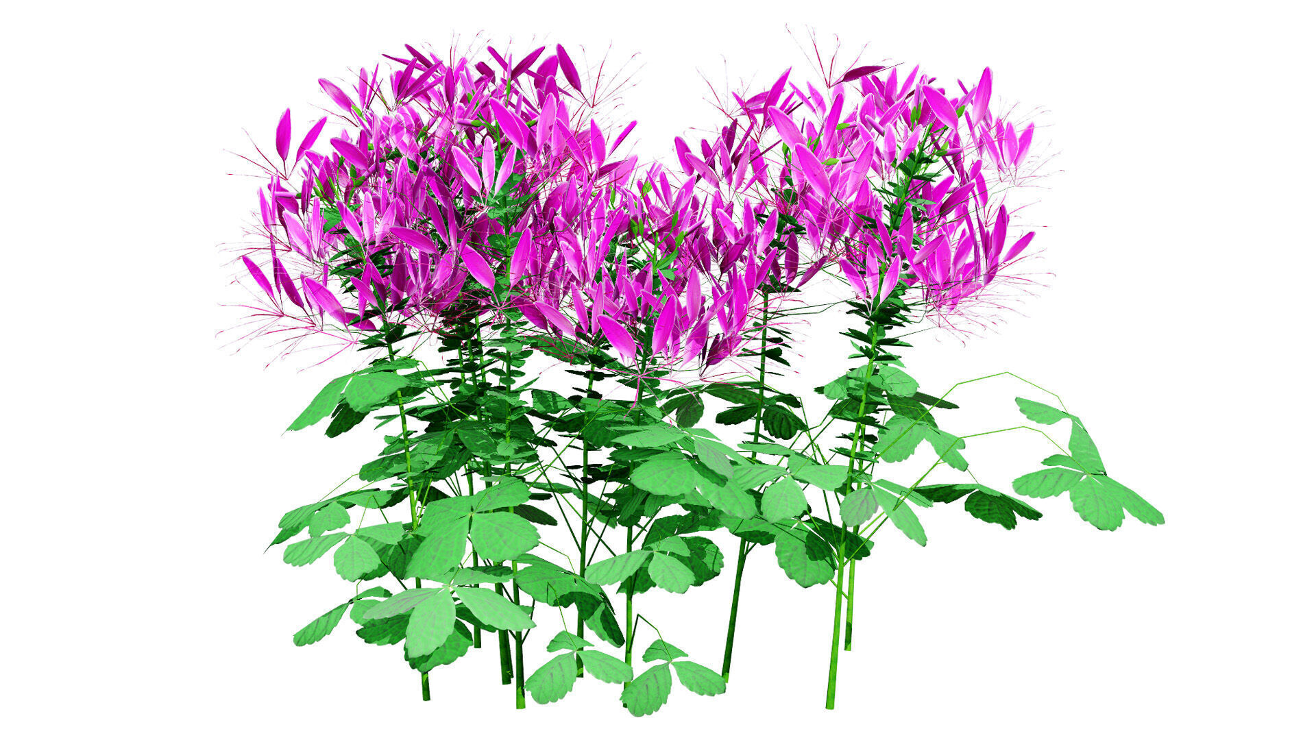 Australian Spider Flower Bush Low-poly 3D model_2