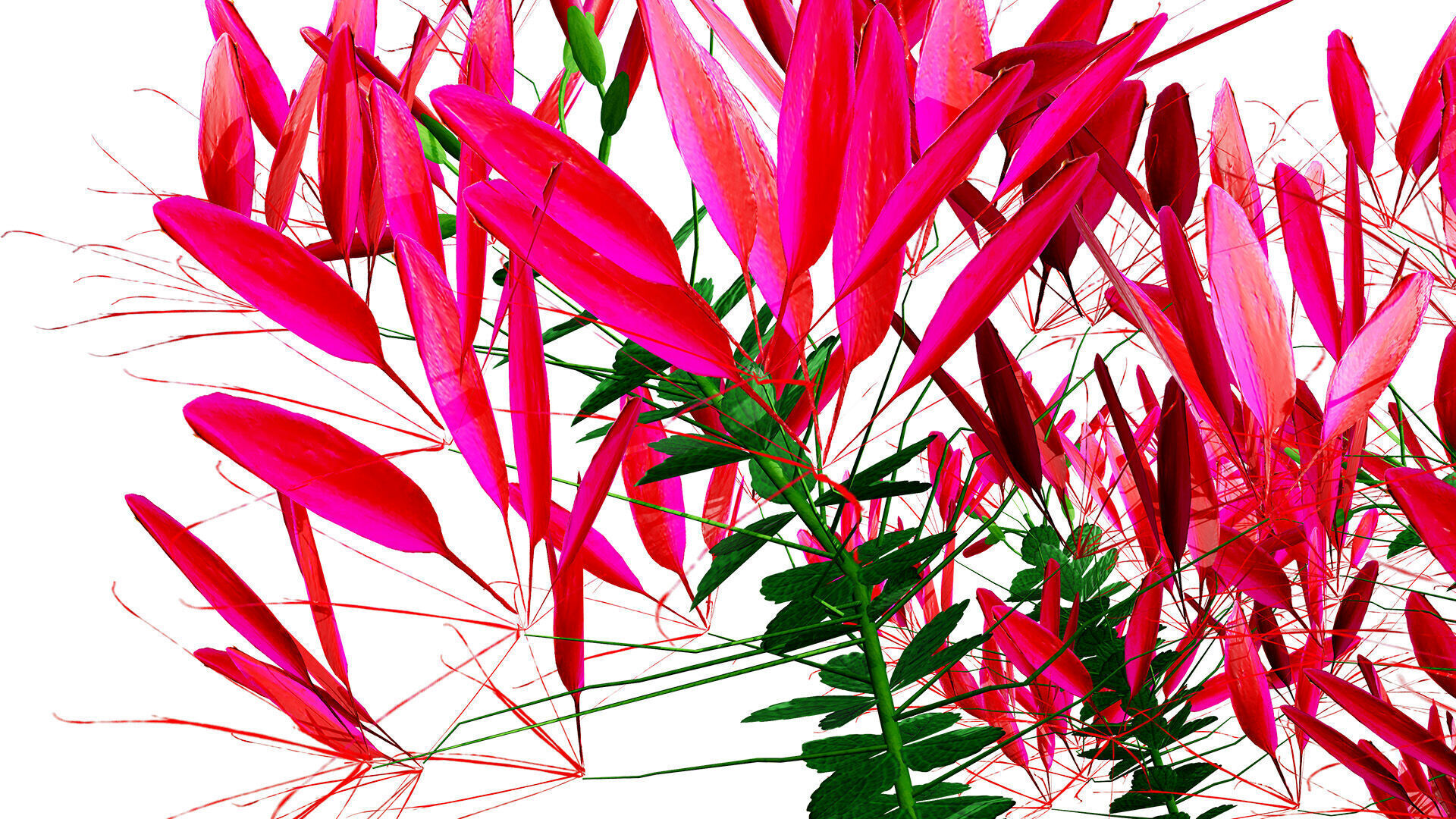 Australian Spider Flower Bush Low-poly 3D model_8