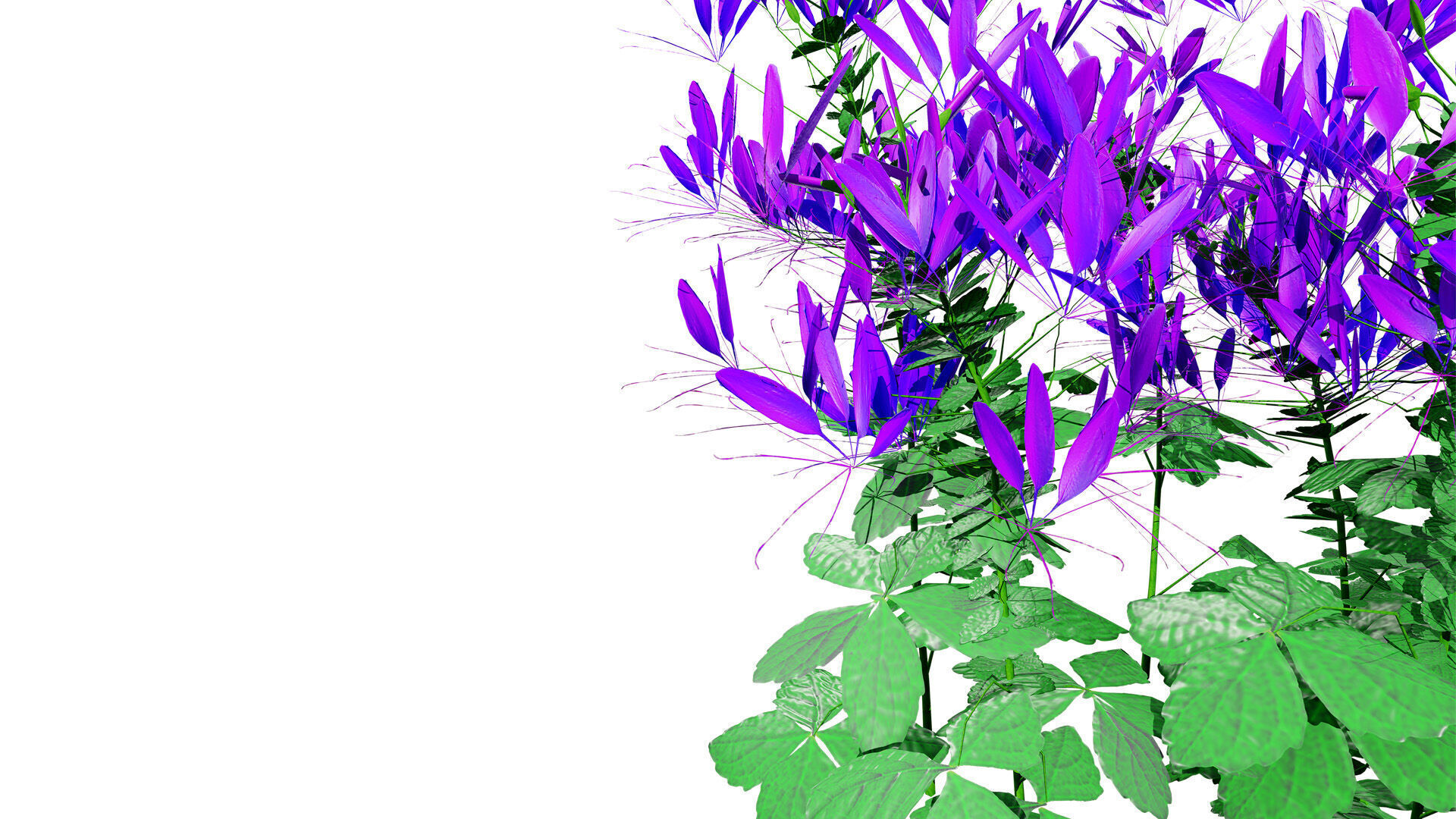 Australian Spider Flower Bush Low-poly 3D model_5