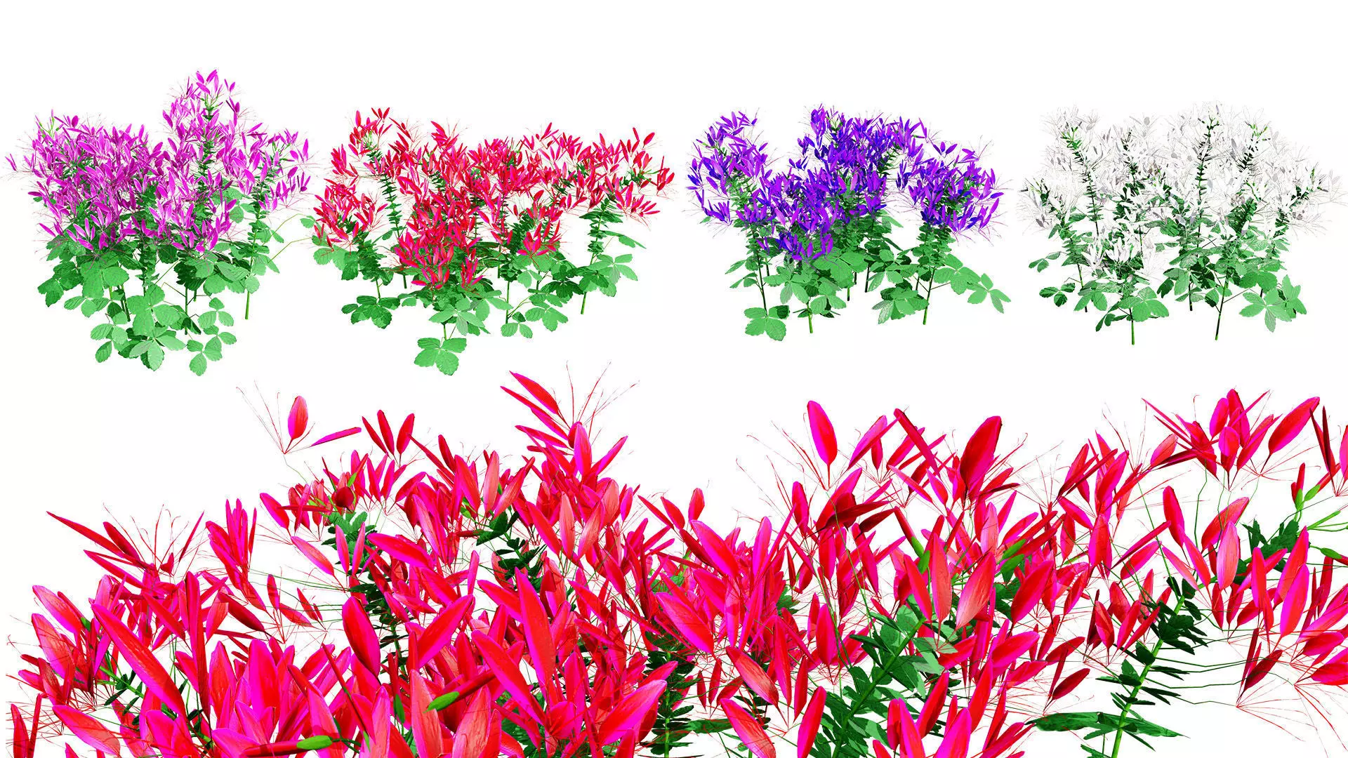 Australian Spider Flower Bush Low-poly 3D model_0
