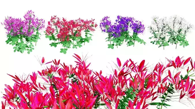 Australian Spider Flower Bush Low-poly 3D model