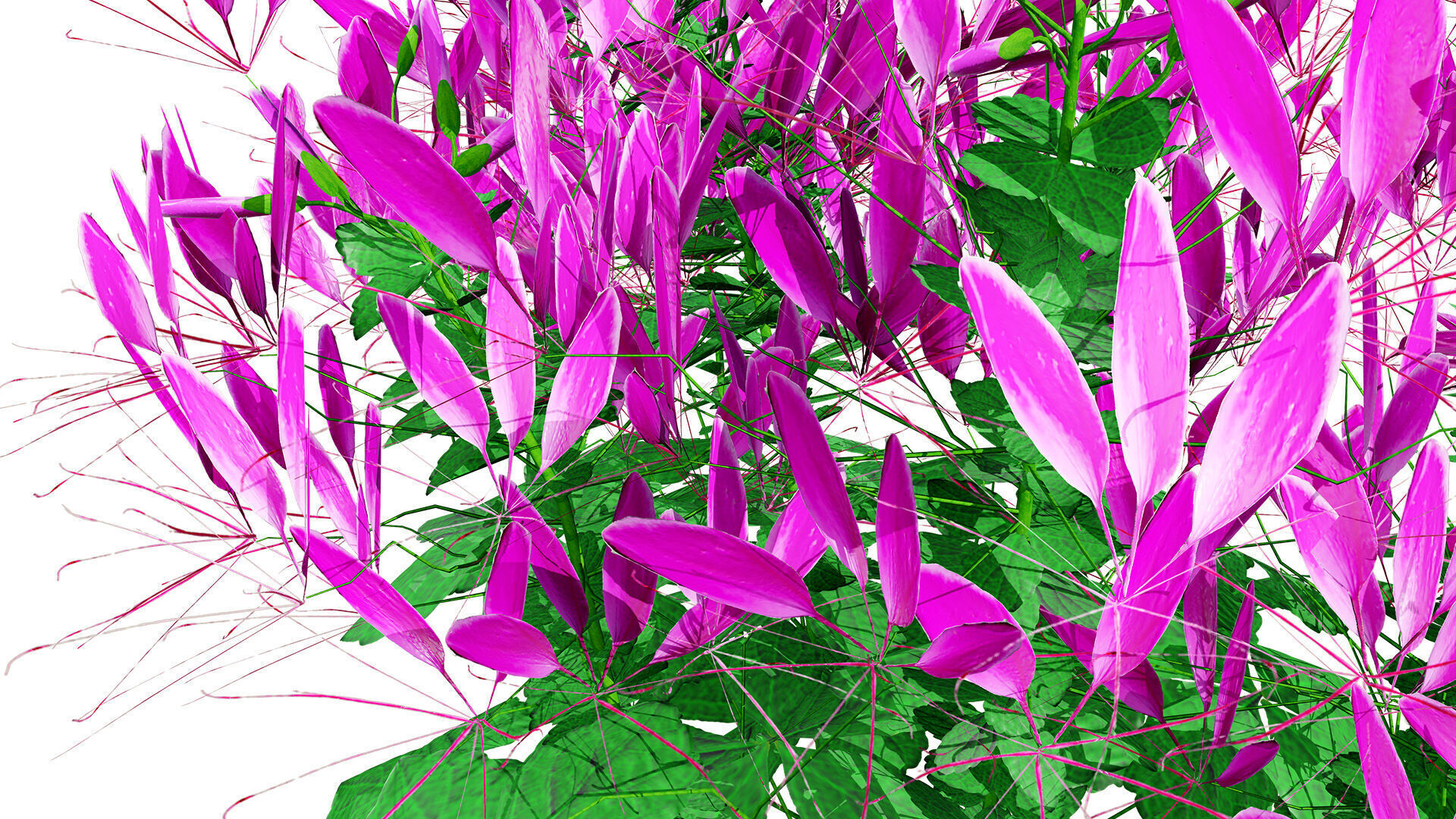 Australian Spider Flower Bush Low-poly 3D model_3