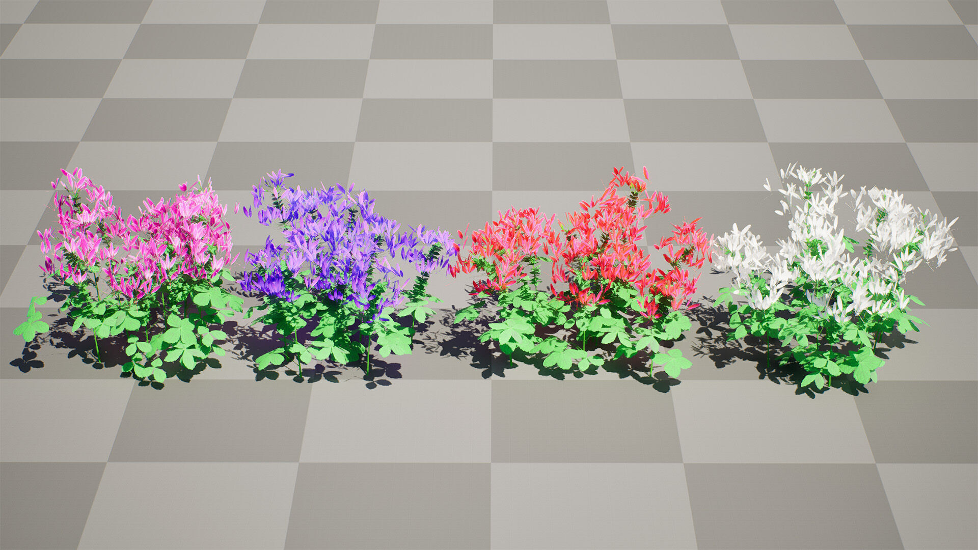 Australian Spider Flower Bush Low-poly 3D model_10