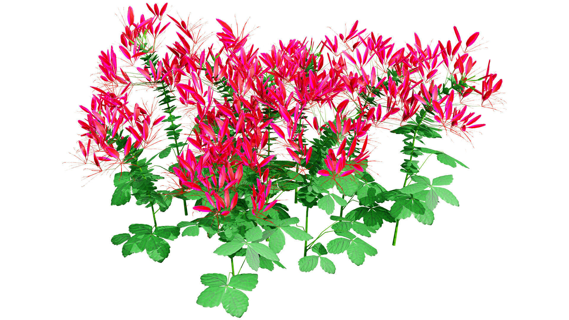 Australian Spider Flower Bush Low-poly 3D model_7