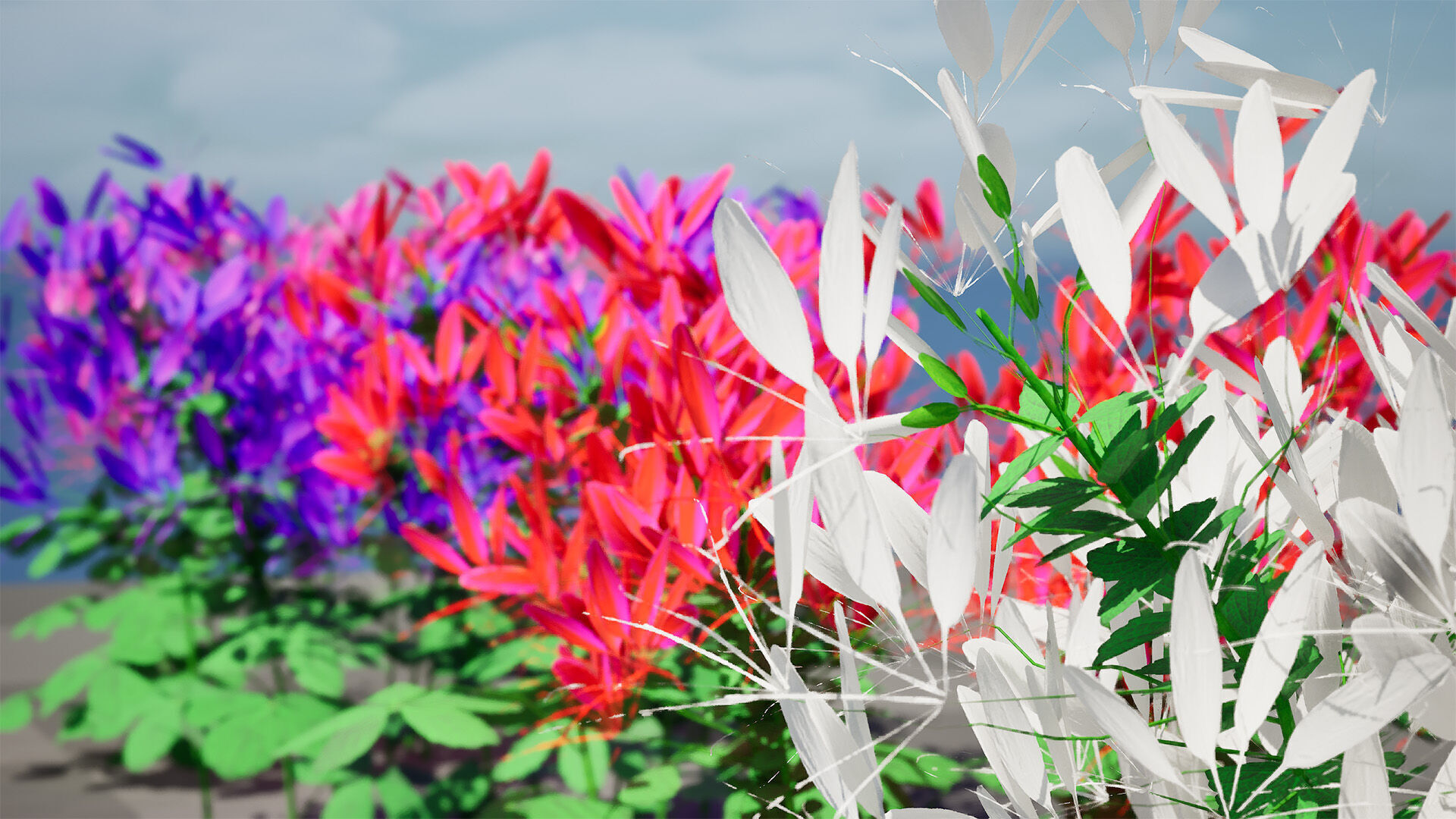 Australian Spider Flower Bush Low-poly 3D model_12