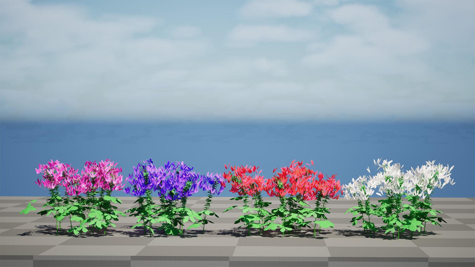 Australian Spider Flower Bush Low-poly 3D model_11