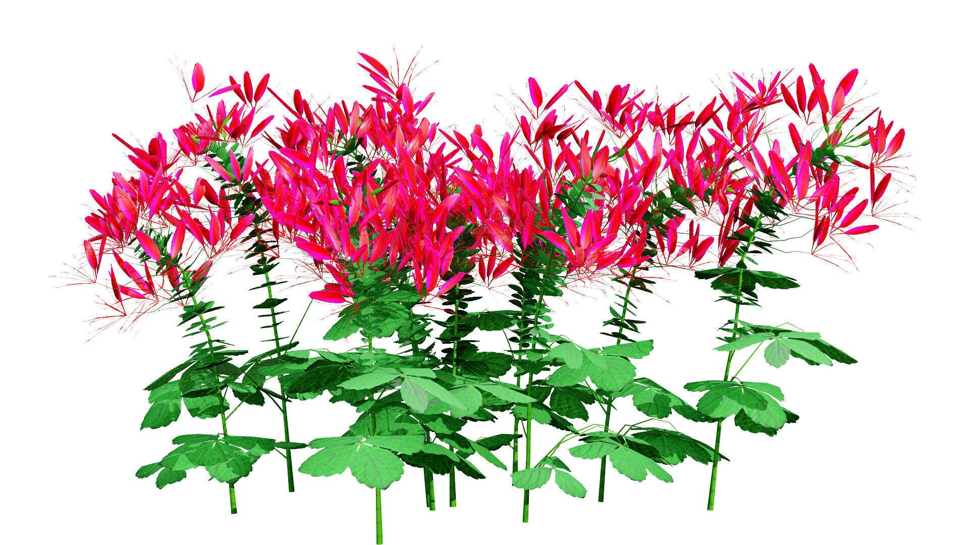 Australian Spider Flower Bush Low-poly 3D model_6
