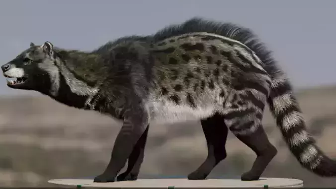 African Civet    Civettictis civetta