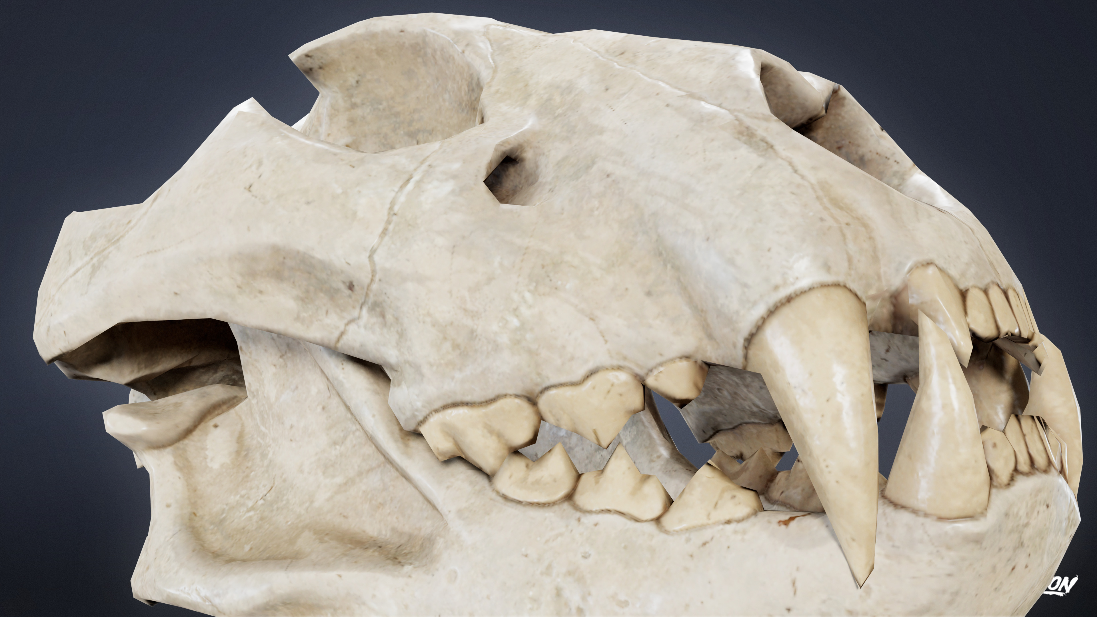 BONES - Lion Skull 01 - NANITE Low-poly 3D model_6