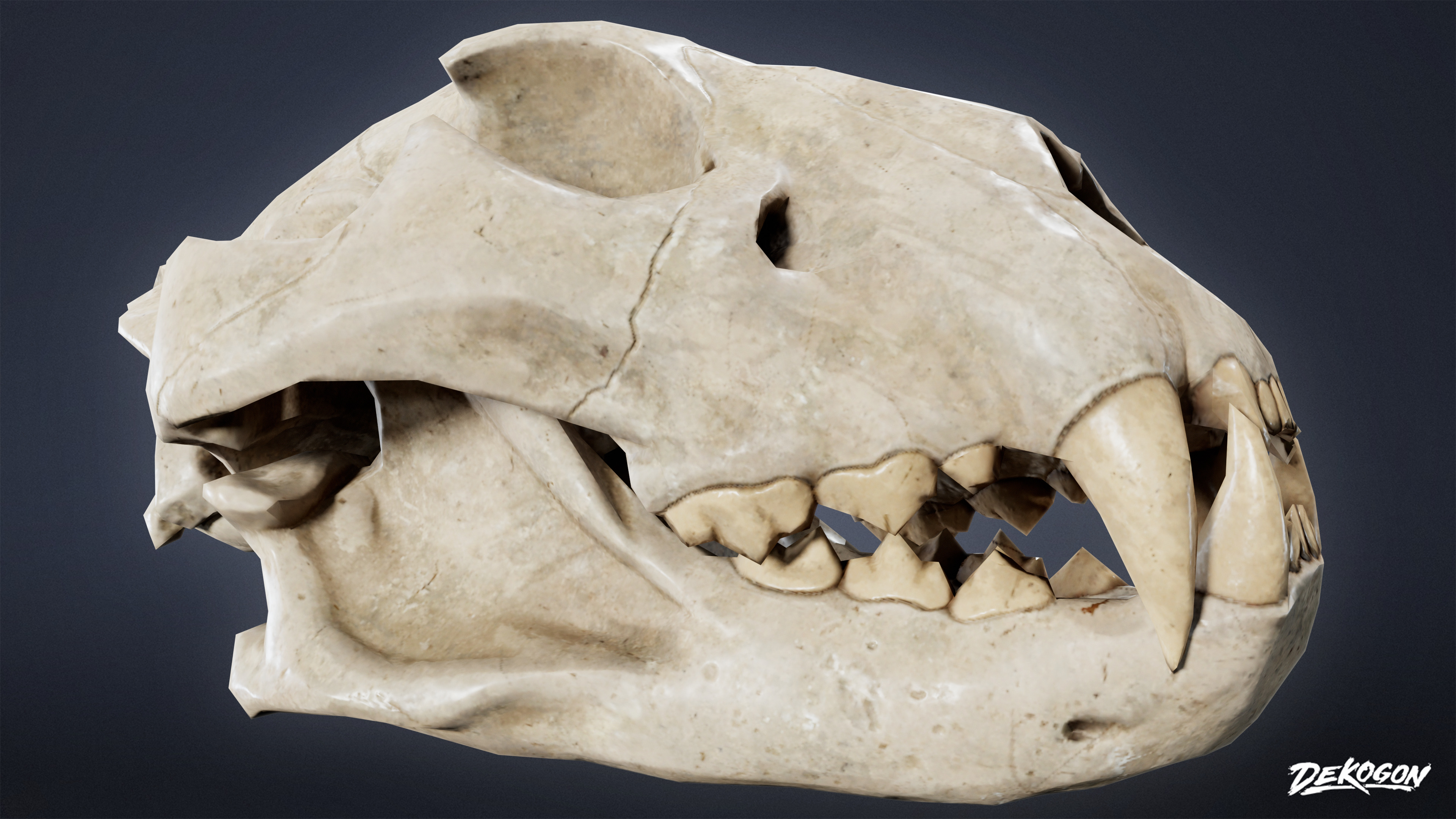 BONES - Lion Skull 01 - NANITE Low-poly 3D model_5