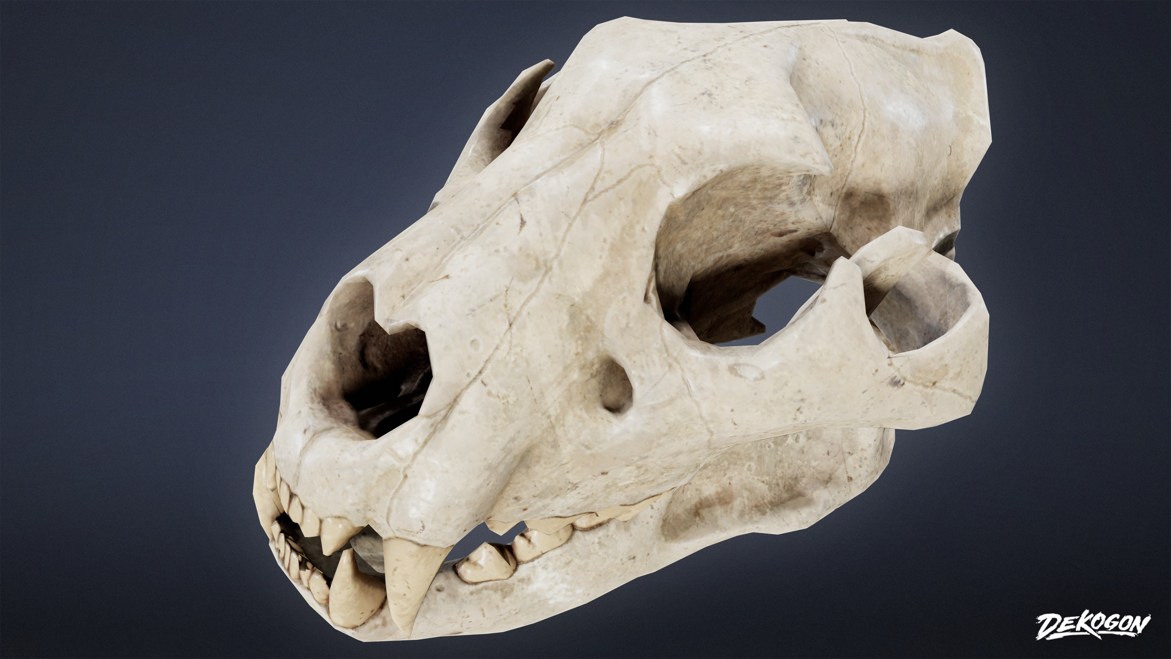 BONES - Lion Skull 01 - NANITE Low-poly 3D model_4