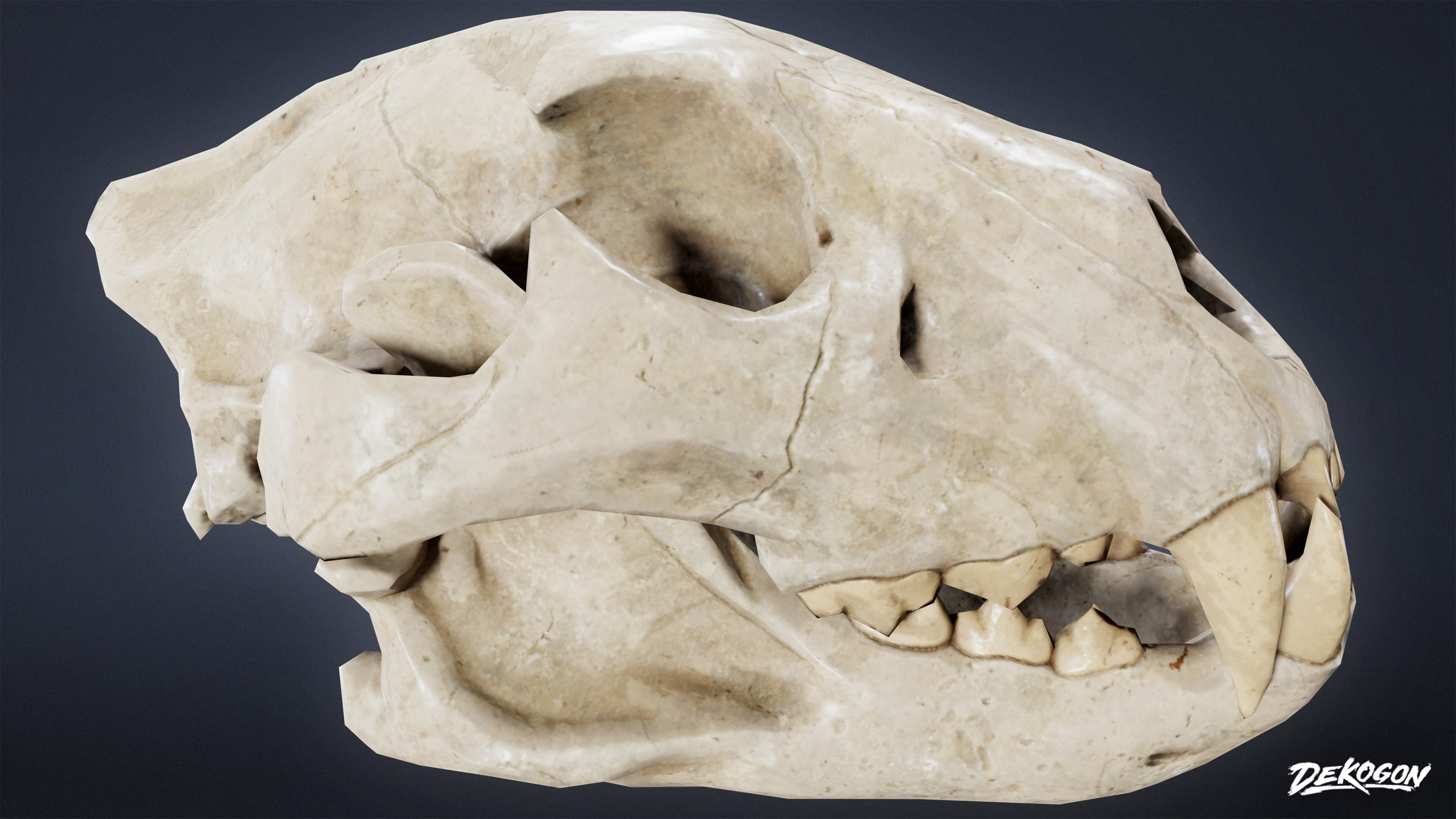 BONES - Lion Skull 01 - NANITE Low-poly 3D model_2