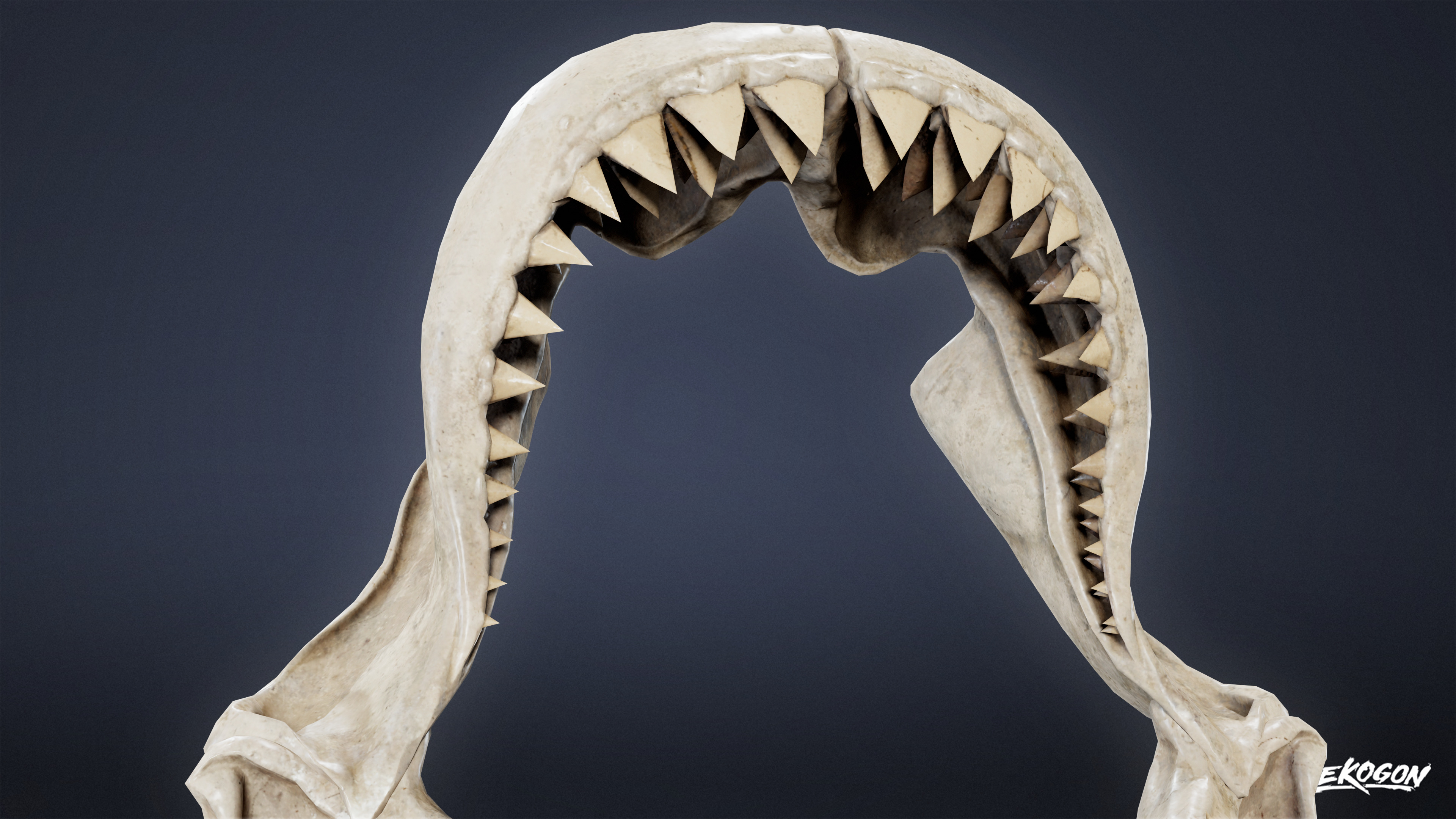 BONES - Shark Jaw 01 - NANITE Low-poly 3D model_6