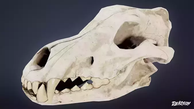 BONES - Wolf Skull 01 - NANITE