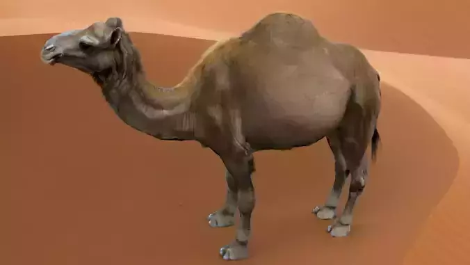 3D Realistic Camel Model Low-poly 3D model