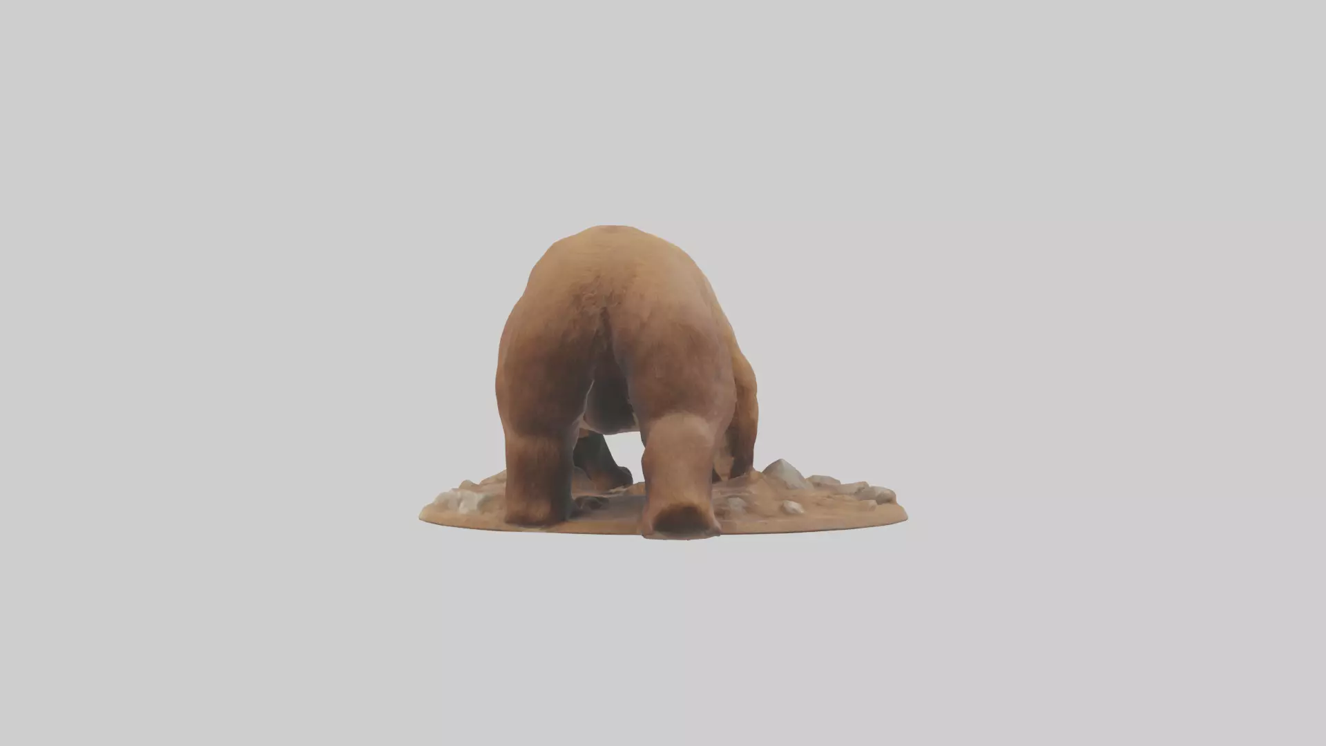 Brown Bear digging model Low-poly 3D model_0