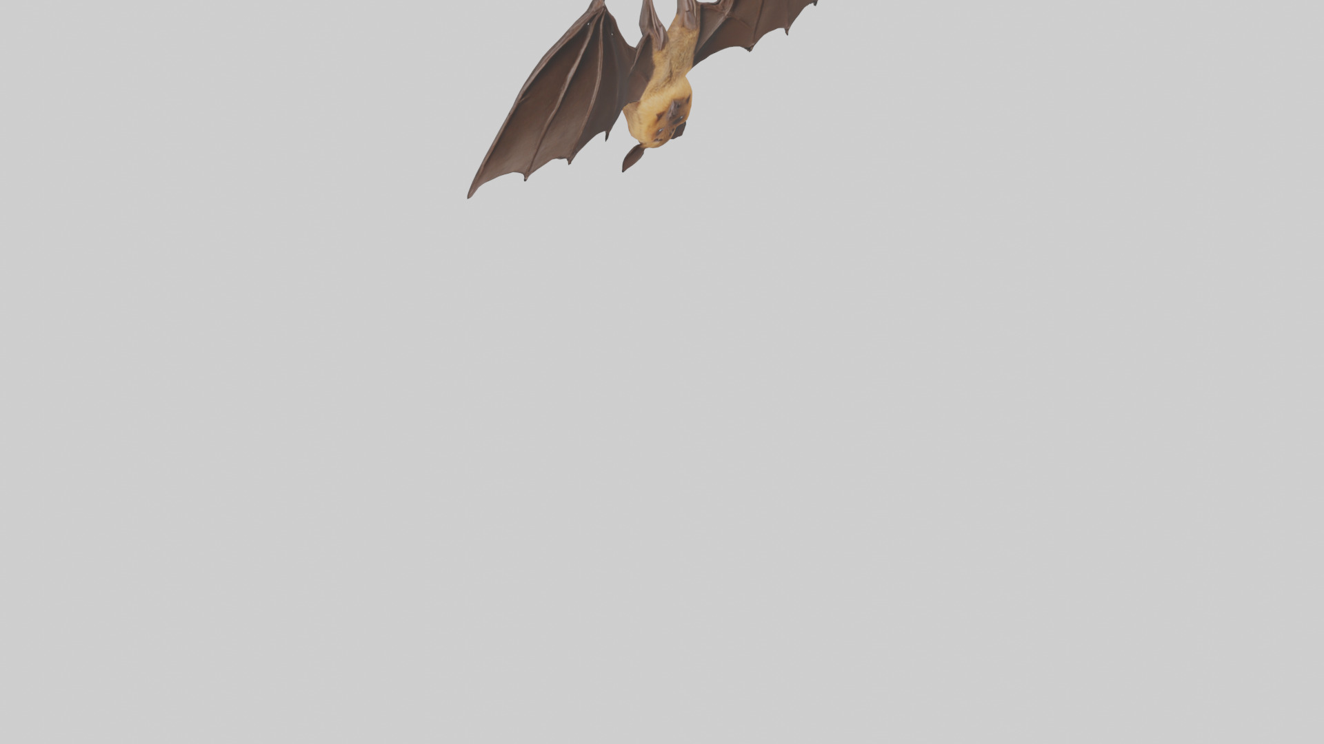 Brown bat model Low-poly 3D model_37
