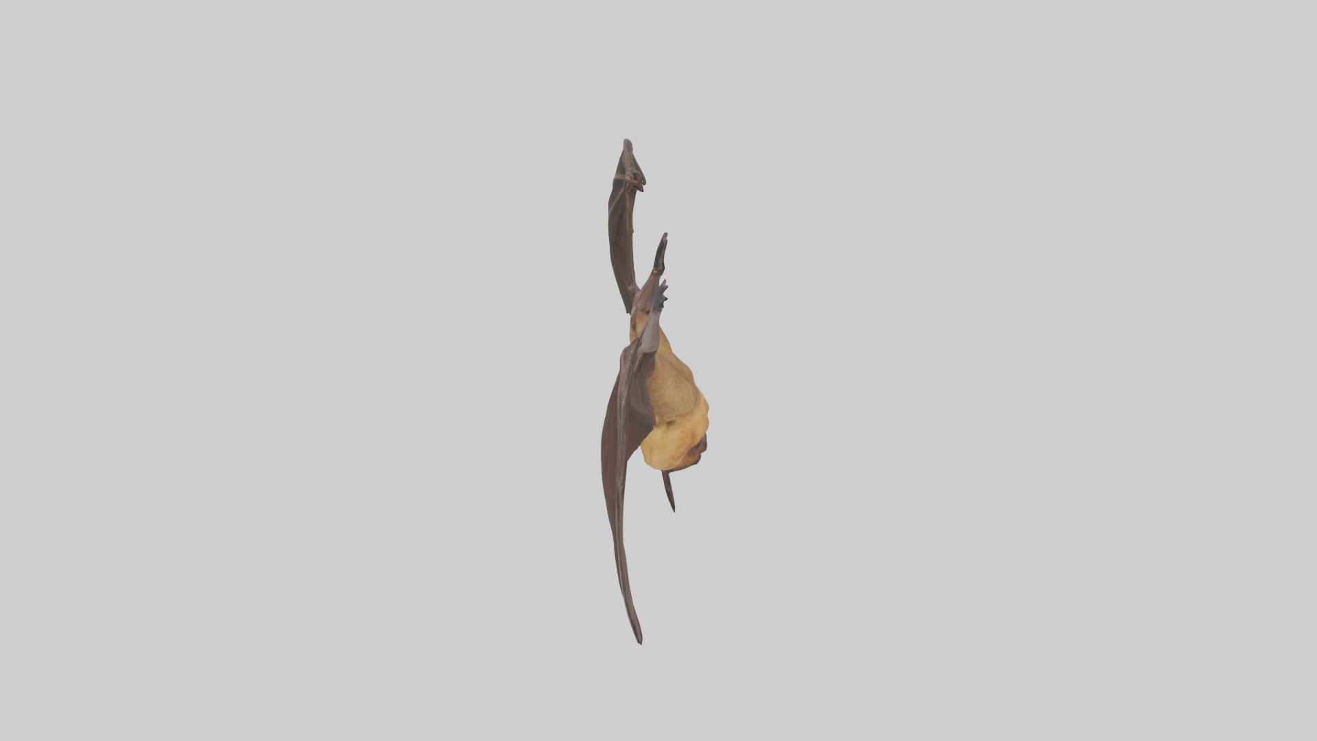 Brown bat model Low-poly 3D model_17