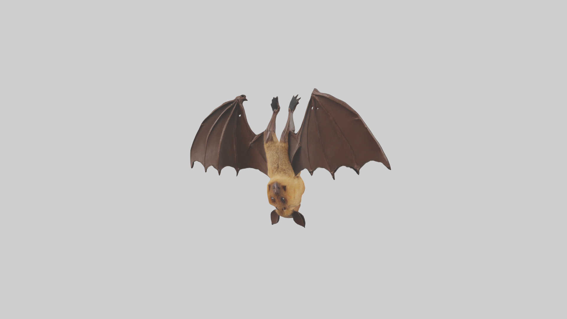 Brown bat model Low-poly 3D model_30