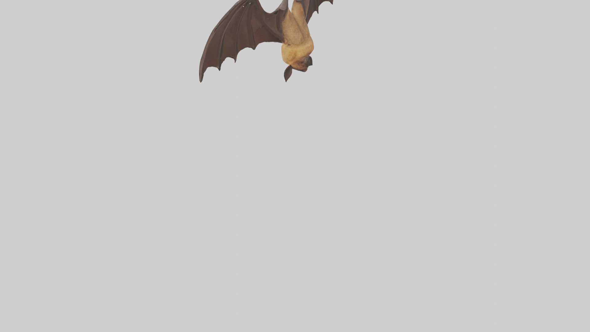 Brown bat model Low-poly 3D model_33