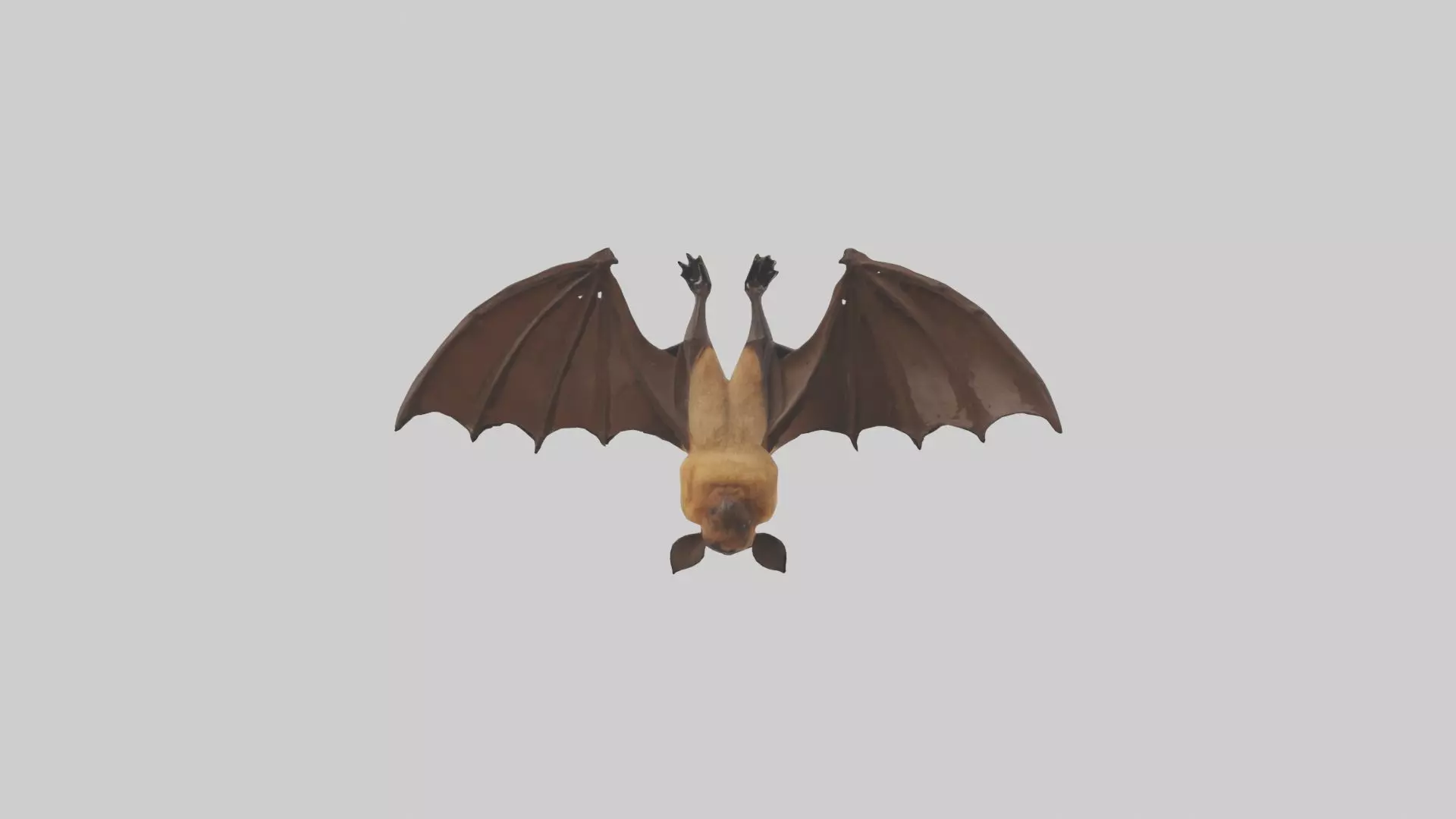 Brown bat model Low-poly 3D model_0