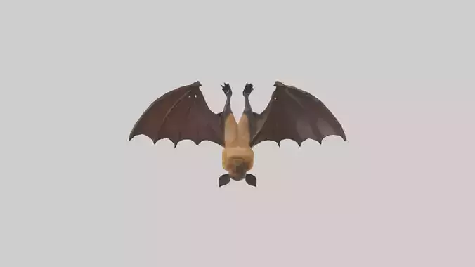 Brown bat model