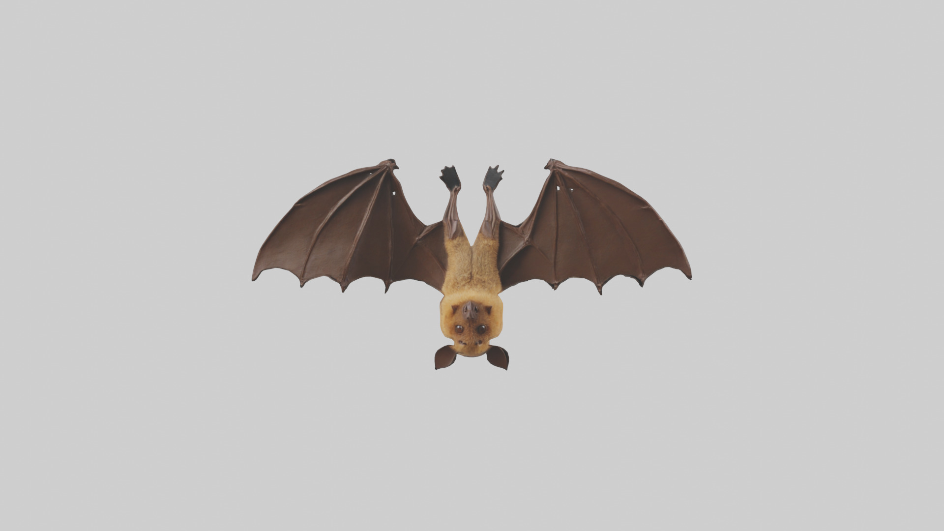 Brown bat model Low-poly 3D model_9