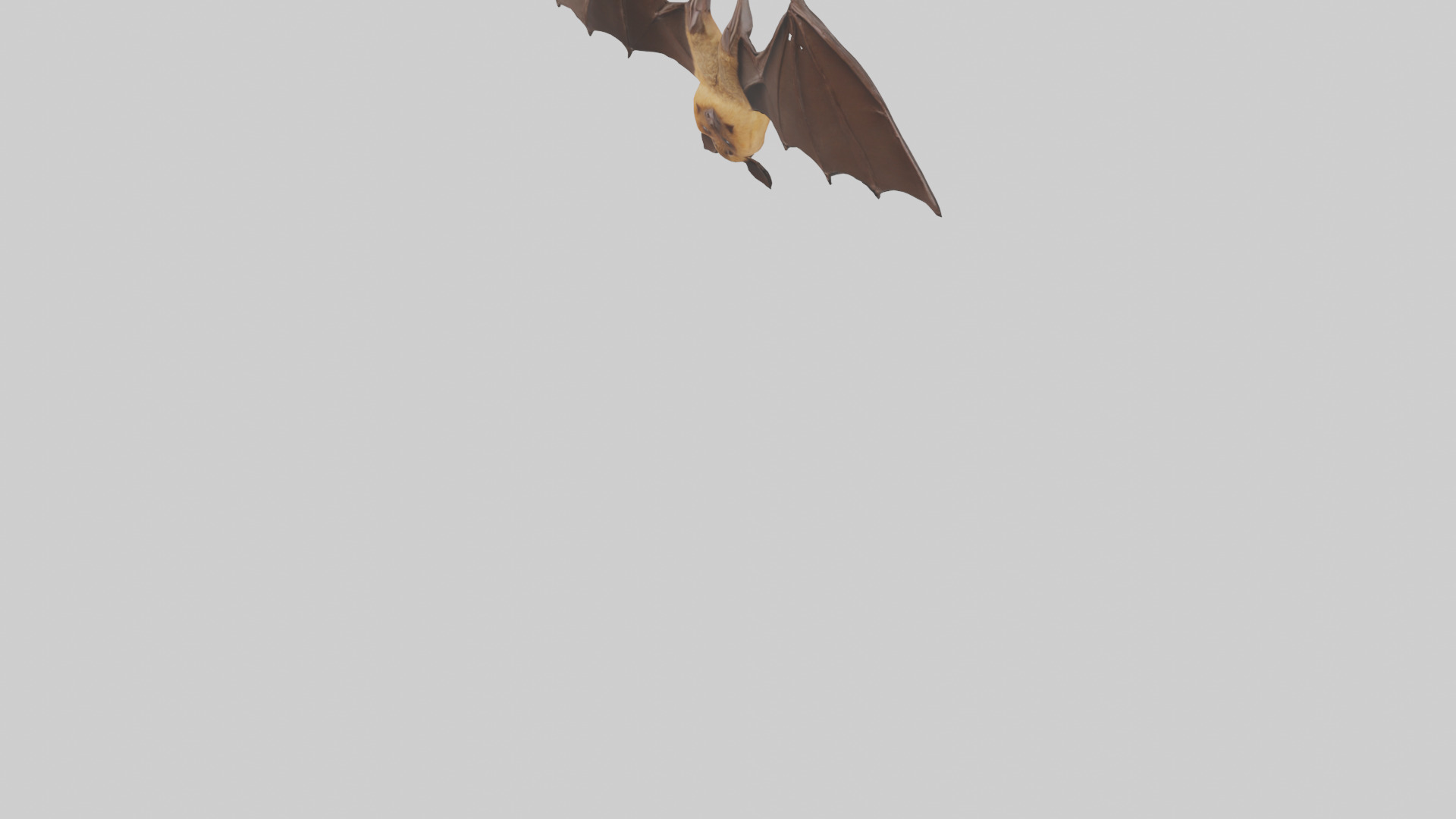 Brown bat model Low-poly 3D model_35