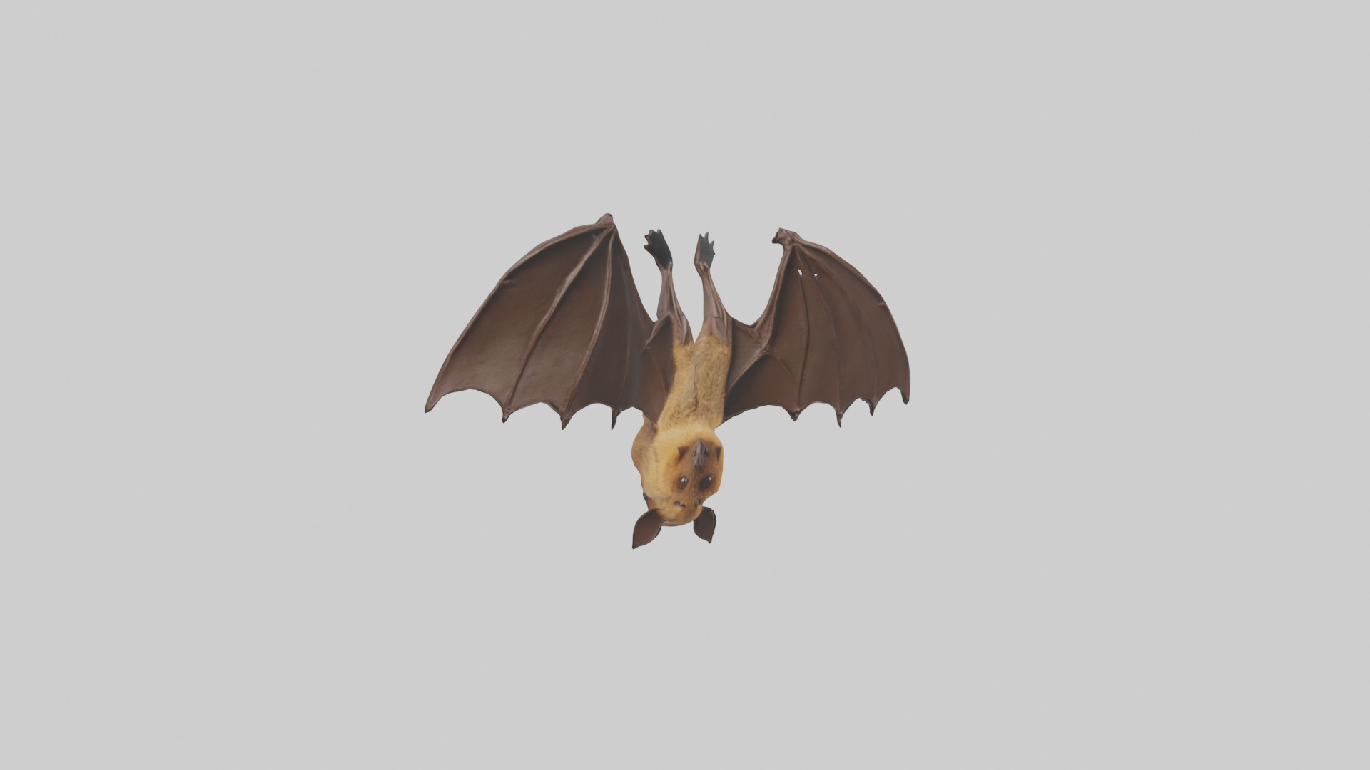 Brown bat model Low-poly 3D model_28